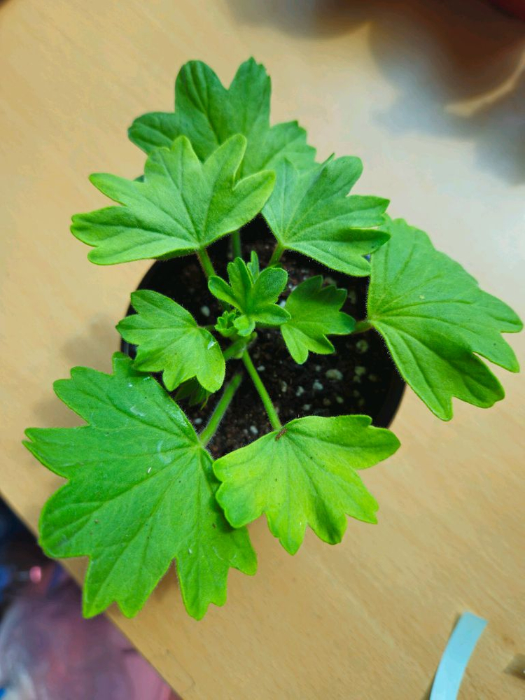 hy메이브 스텔라제라늄--1