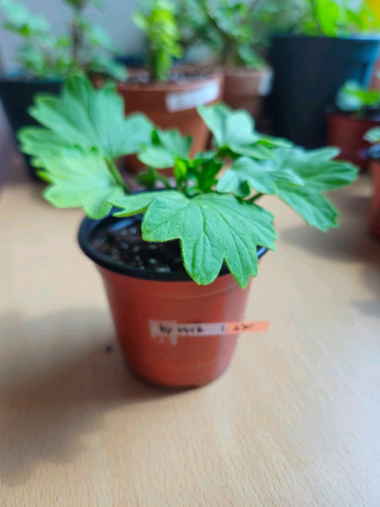 hy메이브 스텔라제라늄--2