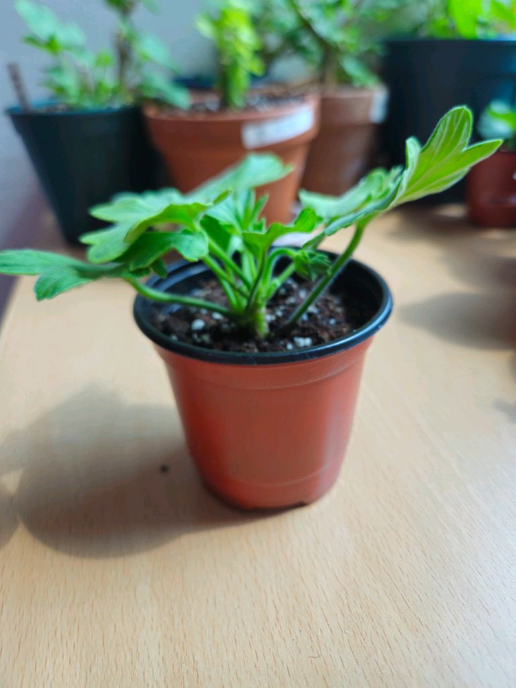 hy메이브 스텔라제라늄--3