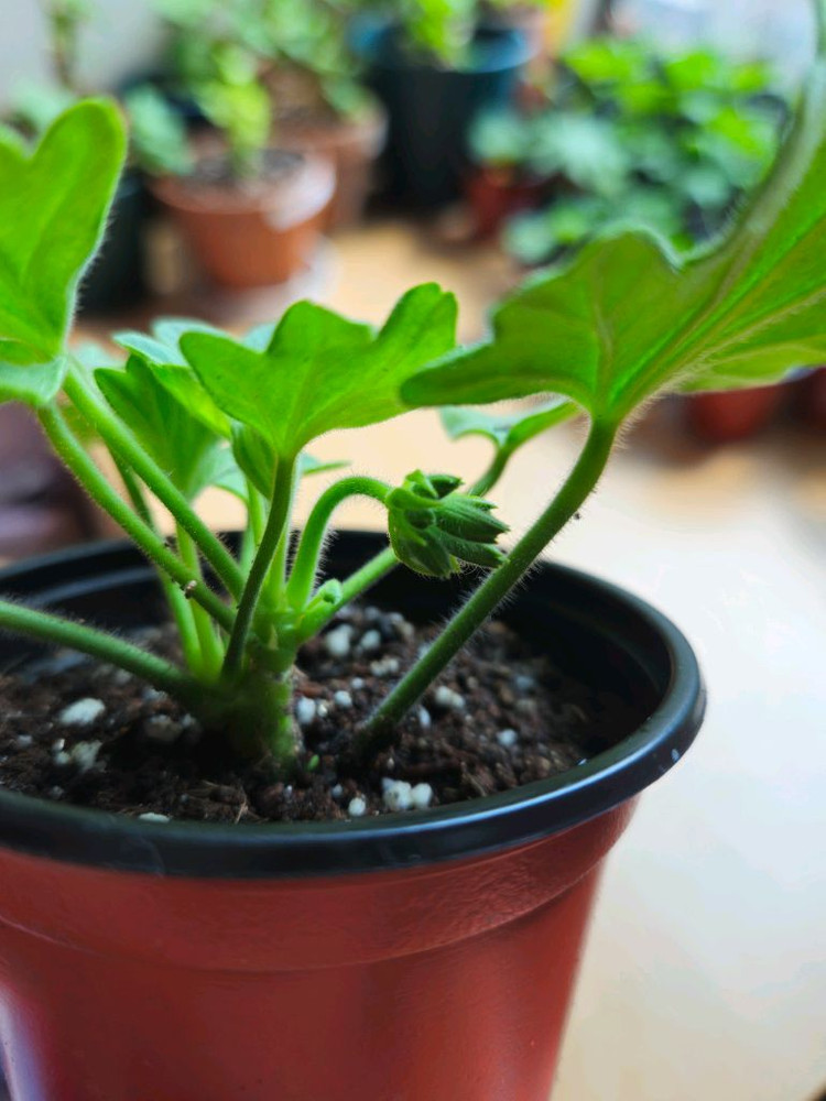 hy메이브 스텔라제라늄--4