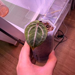 안스리움 드림위버x네크로맨서 테줄라