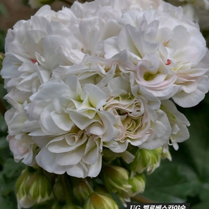 UG 벨로베스카야숲 IV 마음의 비밀 러시아제라늄 2종