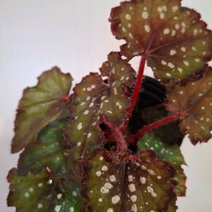 컬리메리크리스마스 베고니아