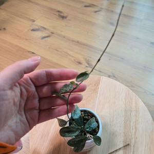 호야 리마 스플래시