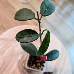 호야 쓰촨엔시스