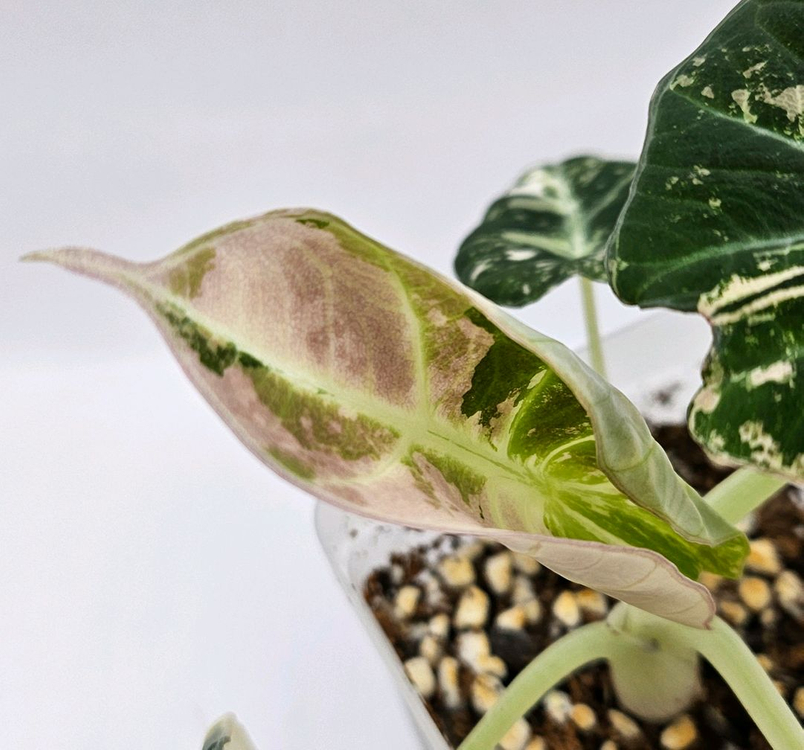 알로카시아 블랙벨벳 핑크 바리에가타 이미지