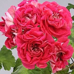 제라늄 사랑의와인