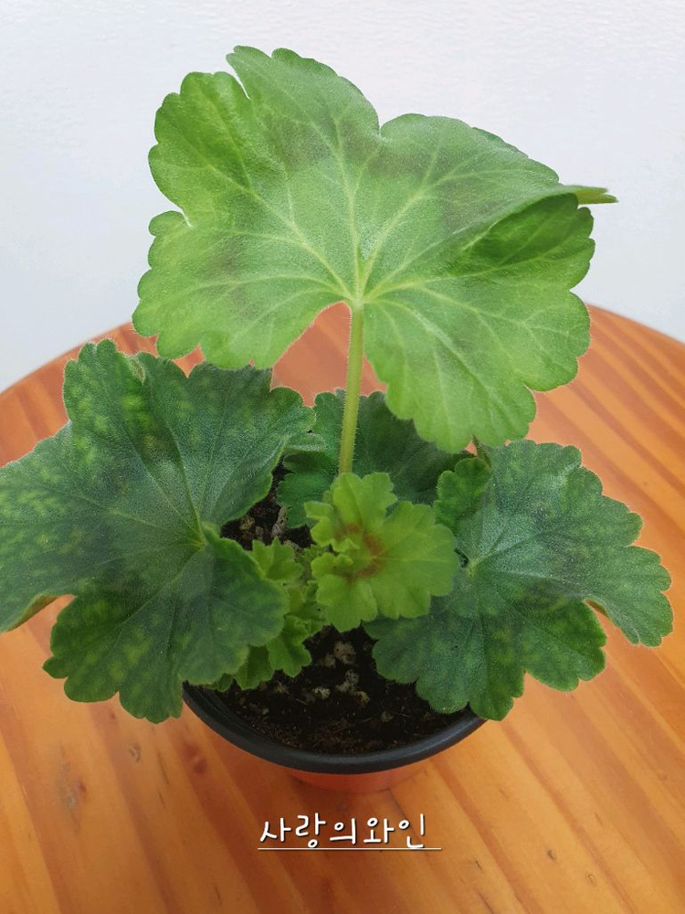 제라늄 사랑의와인--1