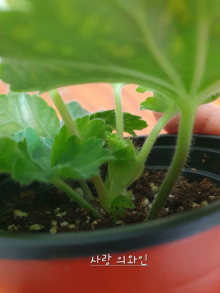 제라늄 사랑의와인--2