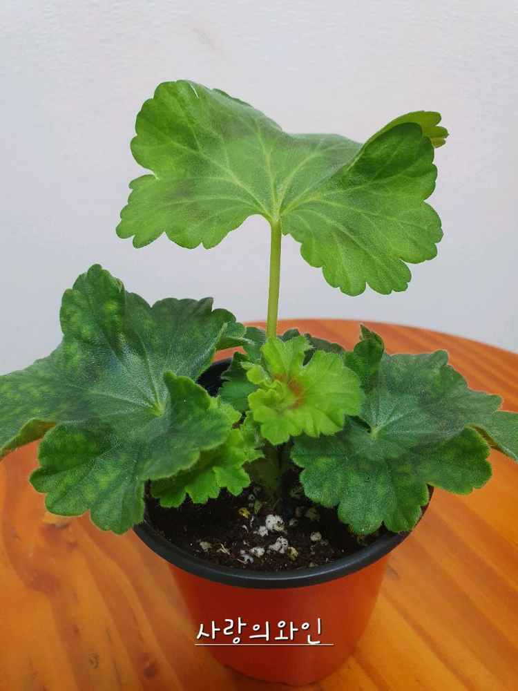 제라늄 사랑의와인--3