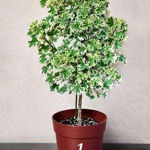 흰무늬크리스펌 팬시제라늄 (특대품)