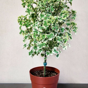 흰무늬크리스펌 팬시제라늄 (특대품)