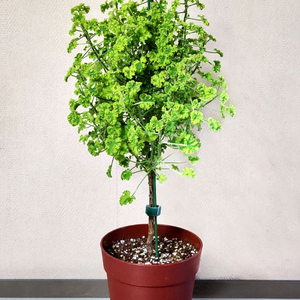 시스썬버스트 팬시제라늄(특대품)