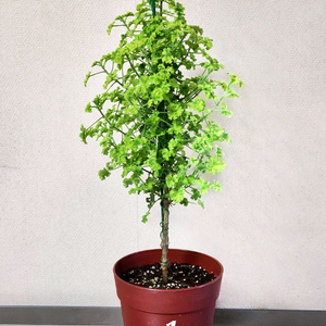 시스썬버스트 팬시제라늄 (특대품)