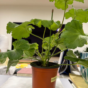 UV물병자리별 제라늄 이미지