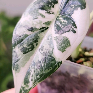 알로카시아 비스마 플래티넘 알보 바리에가타