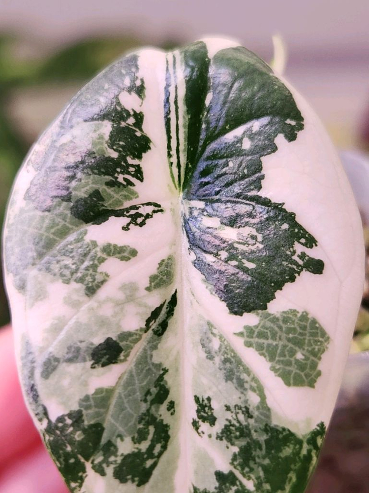 알로카시아 비스마 플래티넘 알보 바리에가타--1