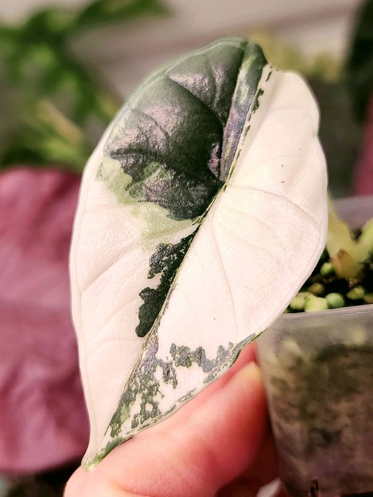 알로카시아 비스마 플래티넘 알보 바리에가타--3
