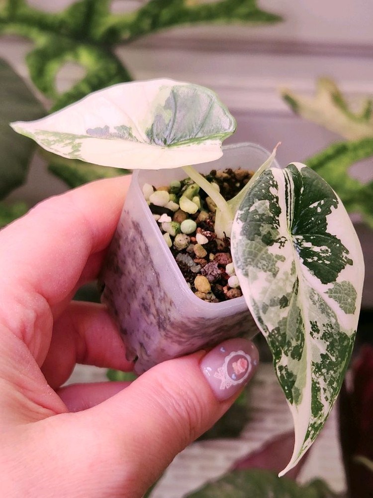 알로카시아 비스마 플래티넘 알보 바리에가타--4