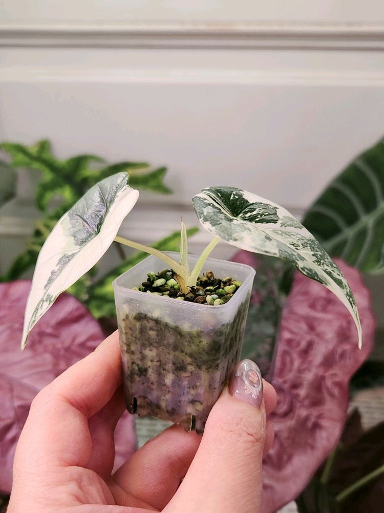 알로카시아 비스마 플래티넘 알보 바리에가타--5