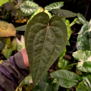 안스리움 미쉘 x 럭셔리안스 이미지