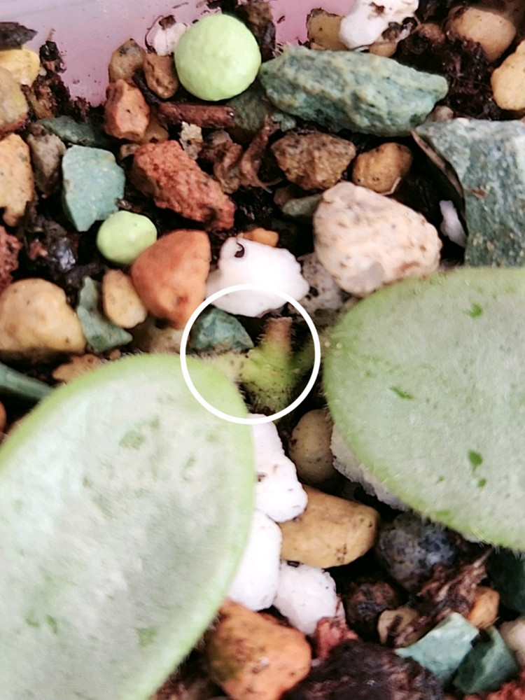 호야 리마실버--1