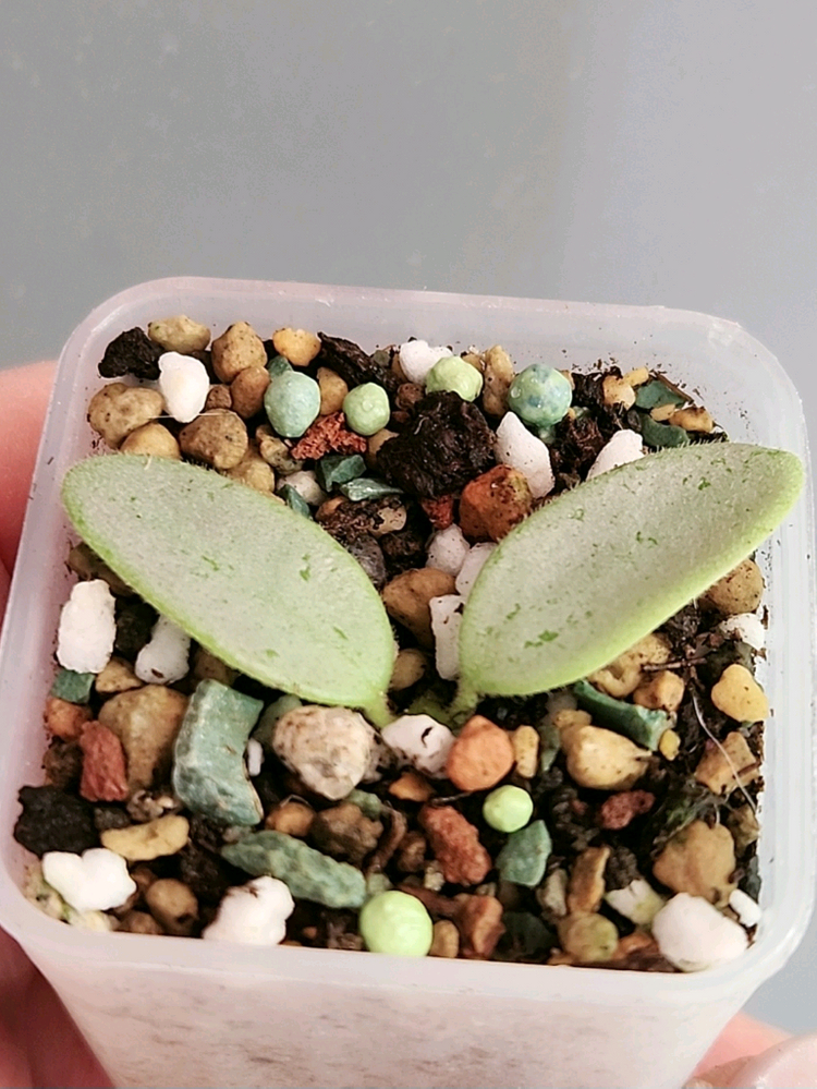 호야 리마실버--2