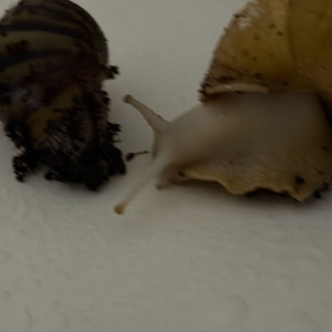 아프리카 왕 달팽이 분양 이미지