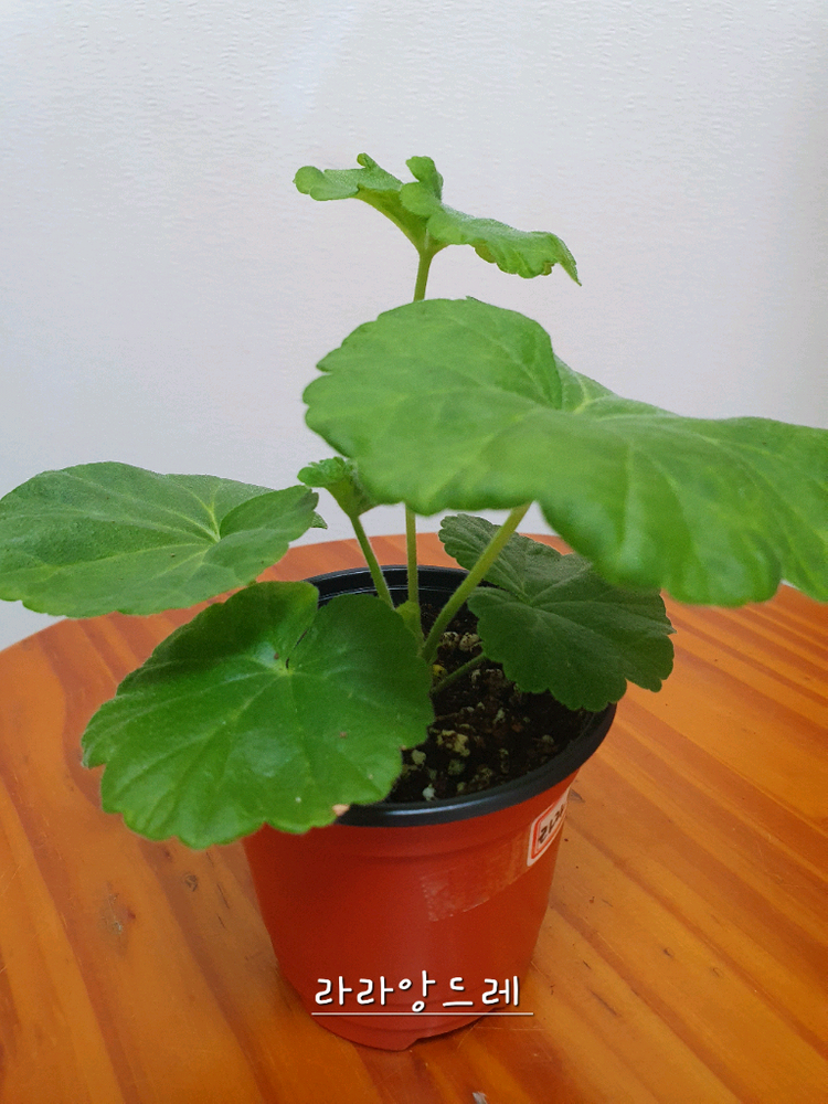 제라늄 라라앙드레,러--1