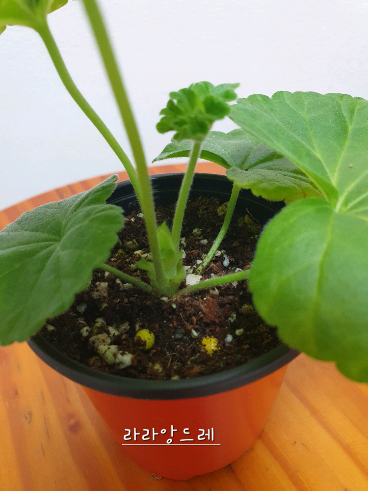 제라늄 라라앙드레,러--2