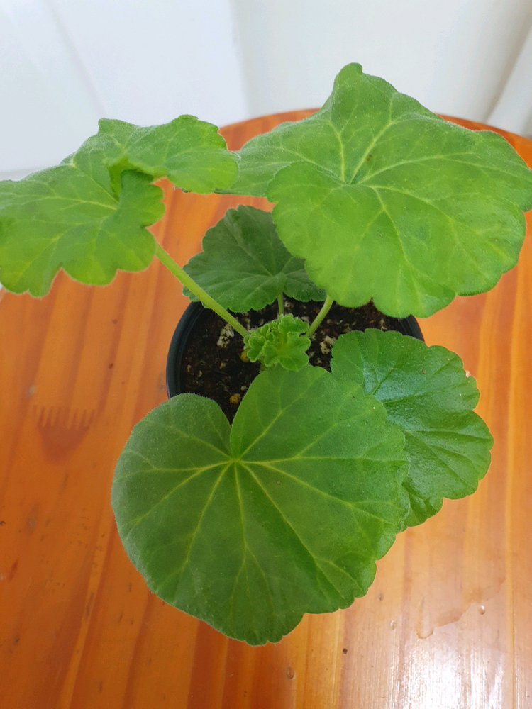 제라늄 라라앙드레,러--3