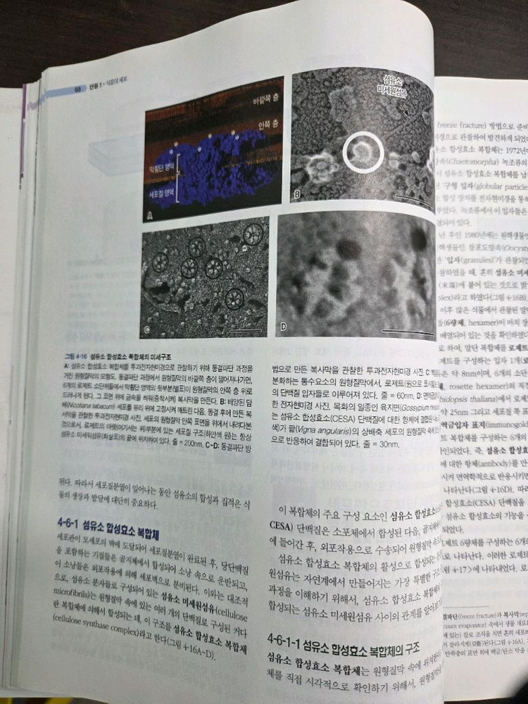 식물형태학 교재 이미지