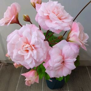 제라늄 레오나갤럭시 ,러