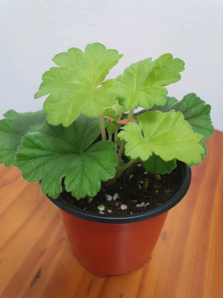 제라늄 레오나갤럭시 ,러--1