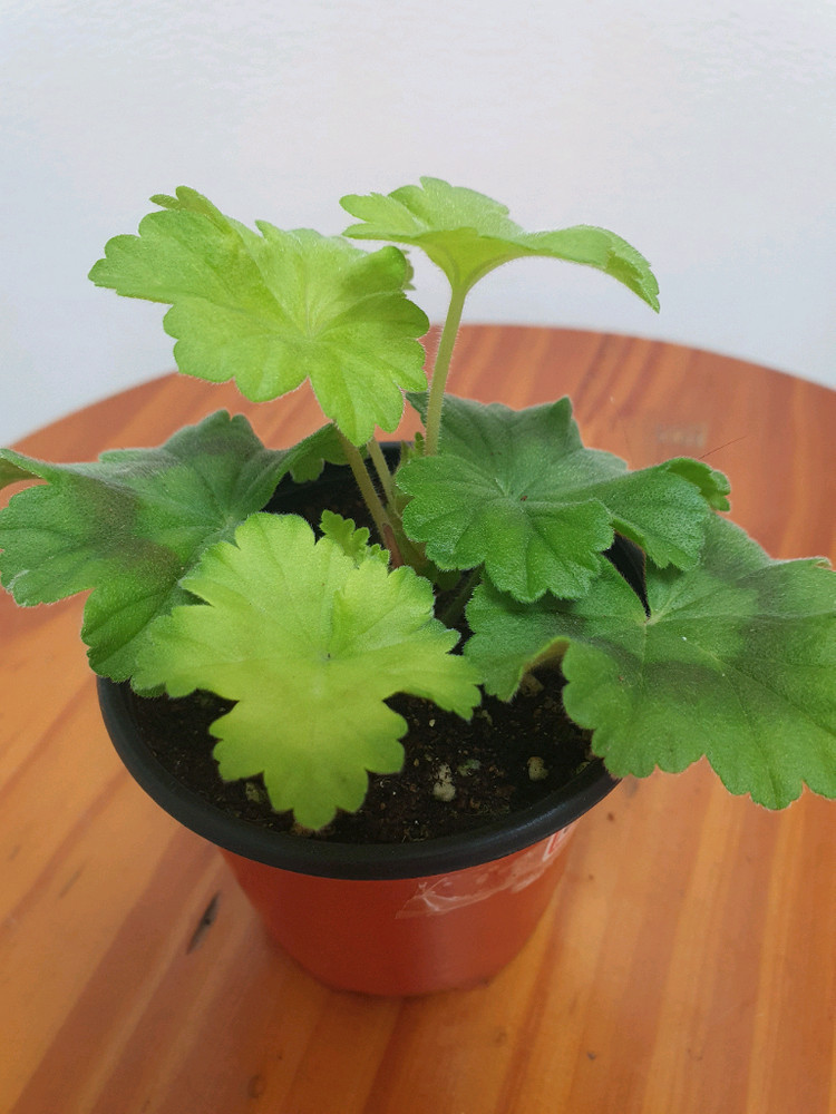 제라늄 레오나갤럭시 ,러--3