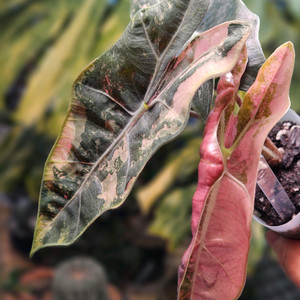 알로카시아 푸세이도 산데리아나 핑크바리에가타 왕자구묘