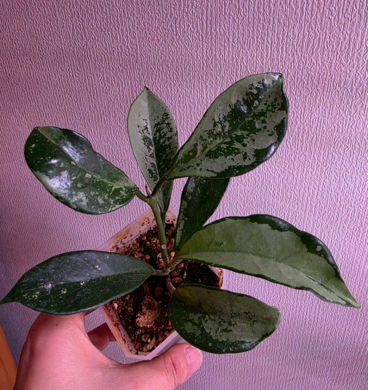 호야 6종세트--1