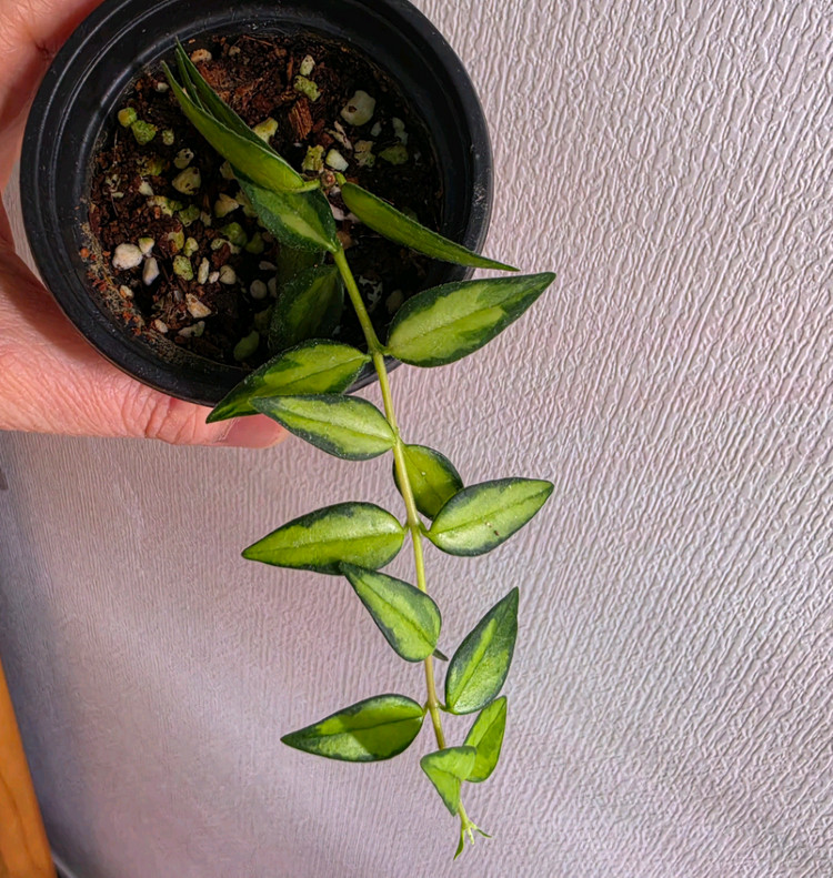 호야 6종세트--2