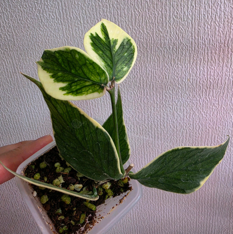 호야 6종세트--3