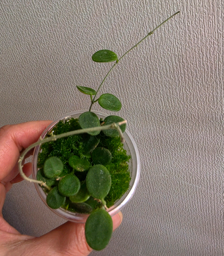 호야 6종세트--4