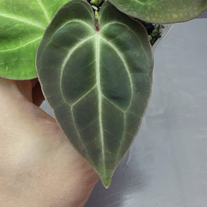 안스리움 배쎄aff