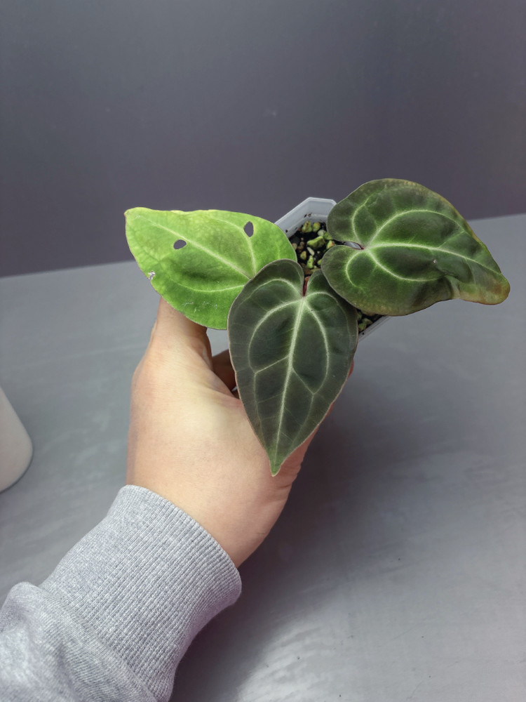 안스리움 배쎄aff--1