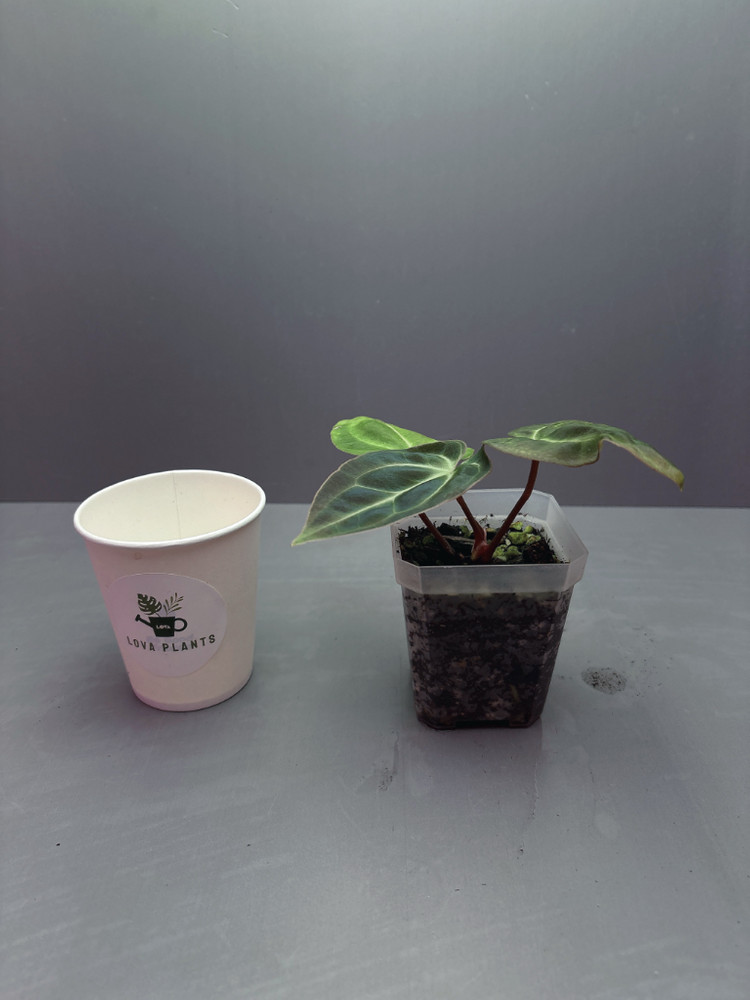 안스리움 배쎄aff--2