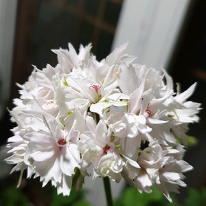 벡티스파이너리 스텔라제라늄