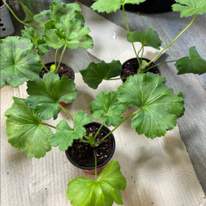 카이로의장미 디아즈시레나 에릭드레곤로즈 러중 제라늄