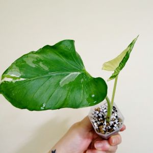 알로카시아 크링클 바리에가타