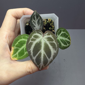 안스리움 엔젤스드림