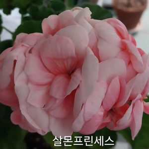 제라늄 살몬프린세스