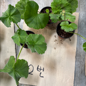 에릭레이브파티 달빛물안개 다비드의별 중러 제라늄