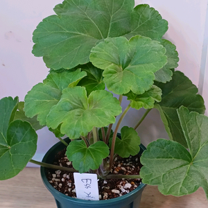 제라늄 ESS게이샤